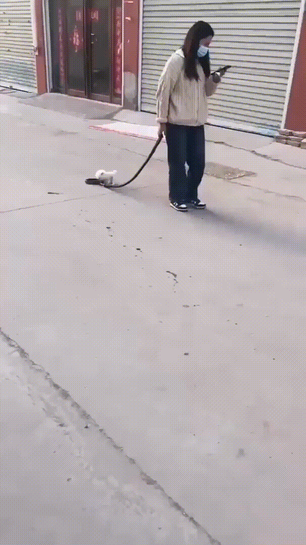 A woman walks down a sidewalk while looking at her phone, holding a leash that is extremely long, with a small white dog at…