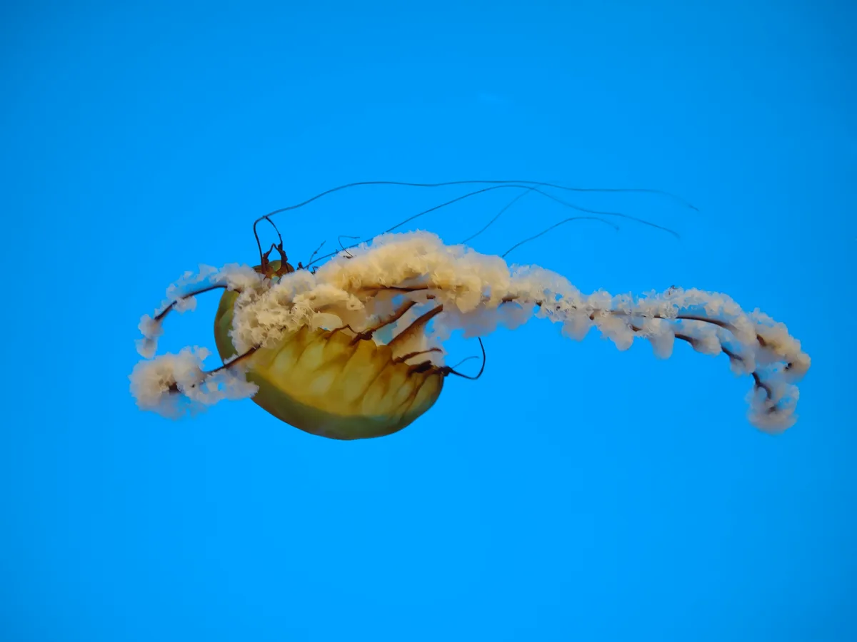 A translucent, yellowish-green jellyfish with long, white, frilly tentacles floats against a solid blue background. The…