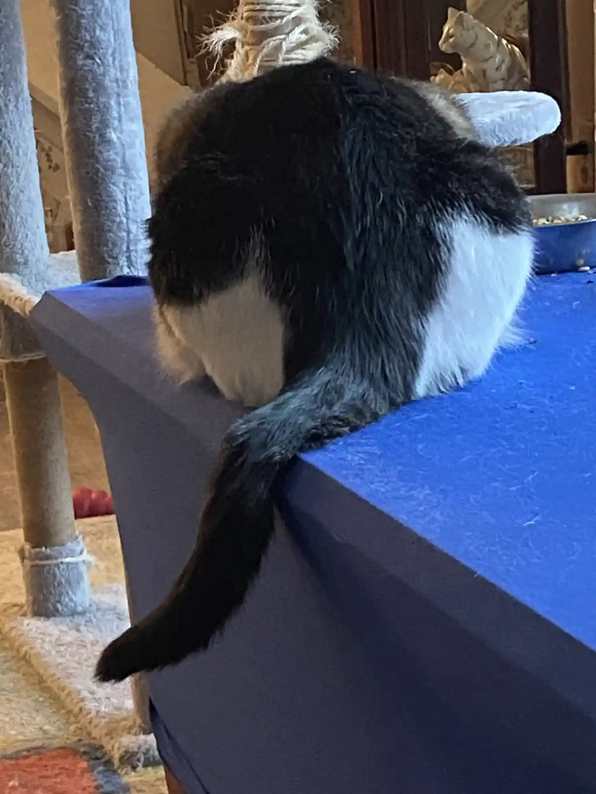 A black and white cat is curled up on the edge of a blue-covered piece of furniture, its back to the camera, appearing to be…