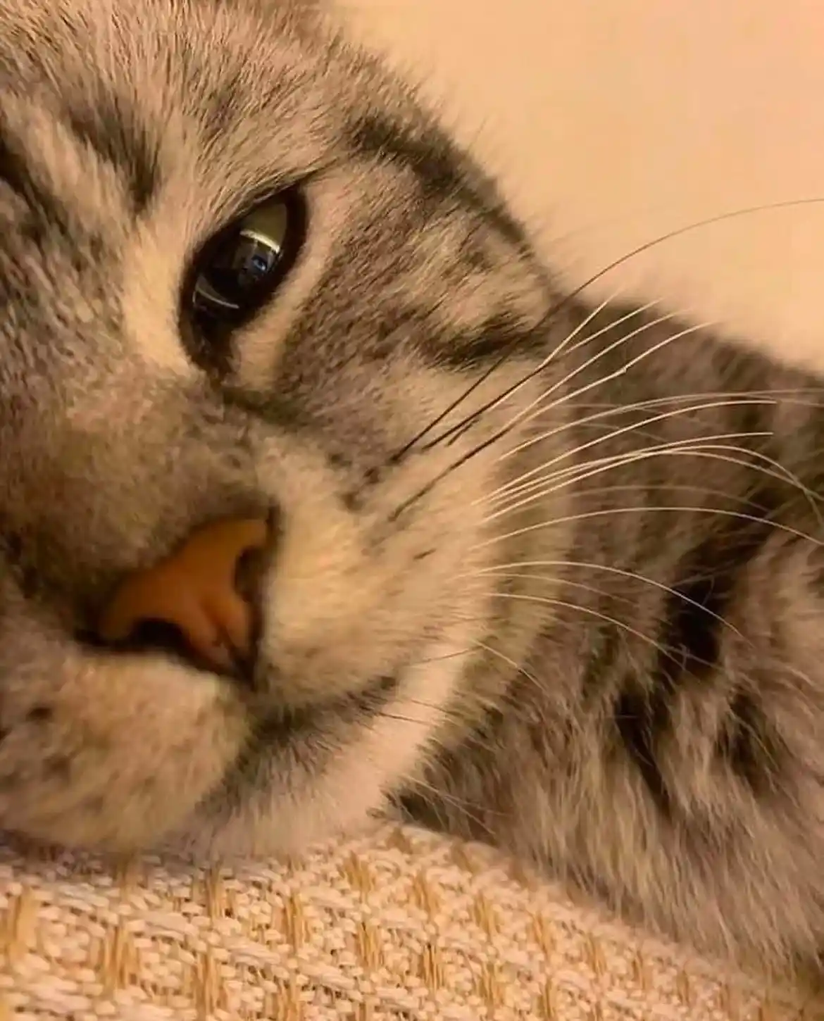 A close-up photo of a gray tabby cat's face, showing its eye, nose, and whiskers, resting on a textured beige surface. The…