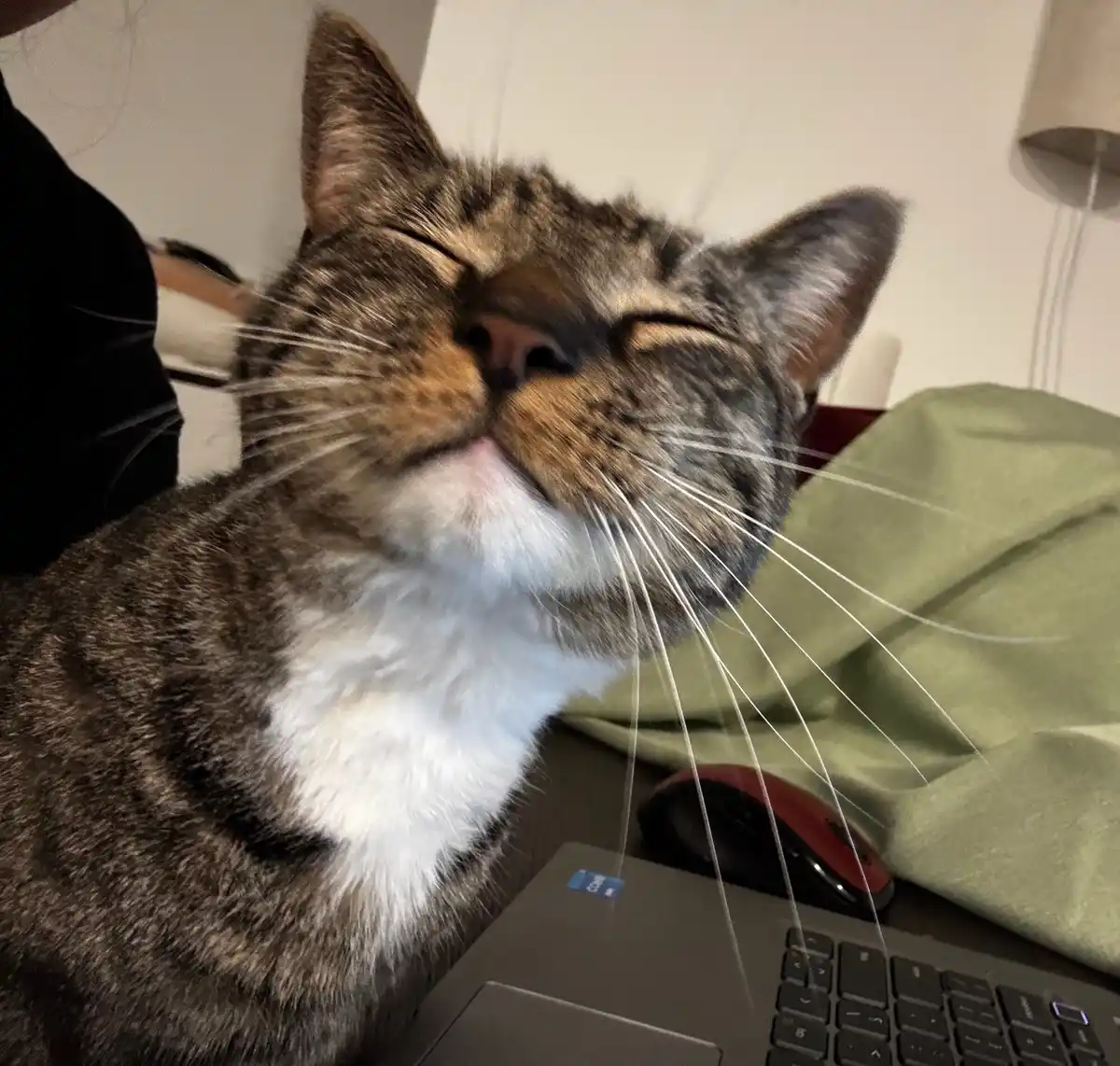 A close-up photo of a tabby cat with a white chest, eyes closed and head tilted back in a blissful expression, sitting on a…