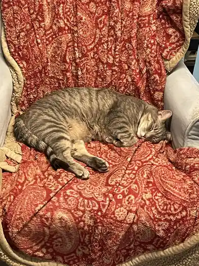 A gray tabby cat is curled up and sleeping soundly on a red and gold patterned blanket draped over a light gray armchair…