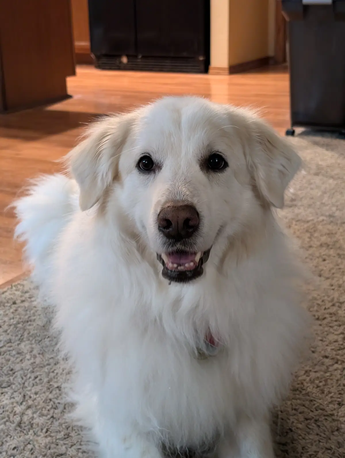 A fluffy white dog with dark eyes and a brown nose sits on a beige carpet, looking directly at the camera with its mouth…