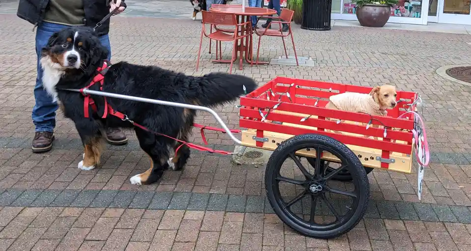 A large black, white, and tan Bernese Mountain Dog wearing a red harness is standing on a paved plaza, attached by a red…