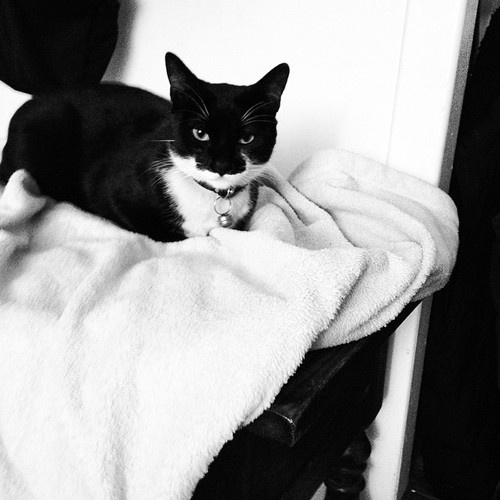 A black-and-white photo of a black cat with a white chest and paws, wearing a collar, lying on a fluffy white blanket draped…