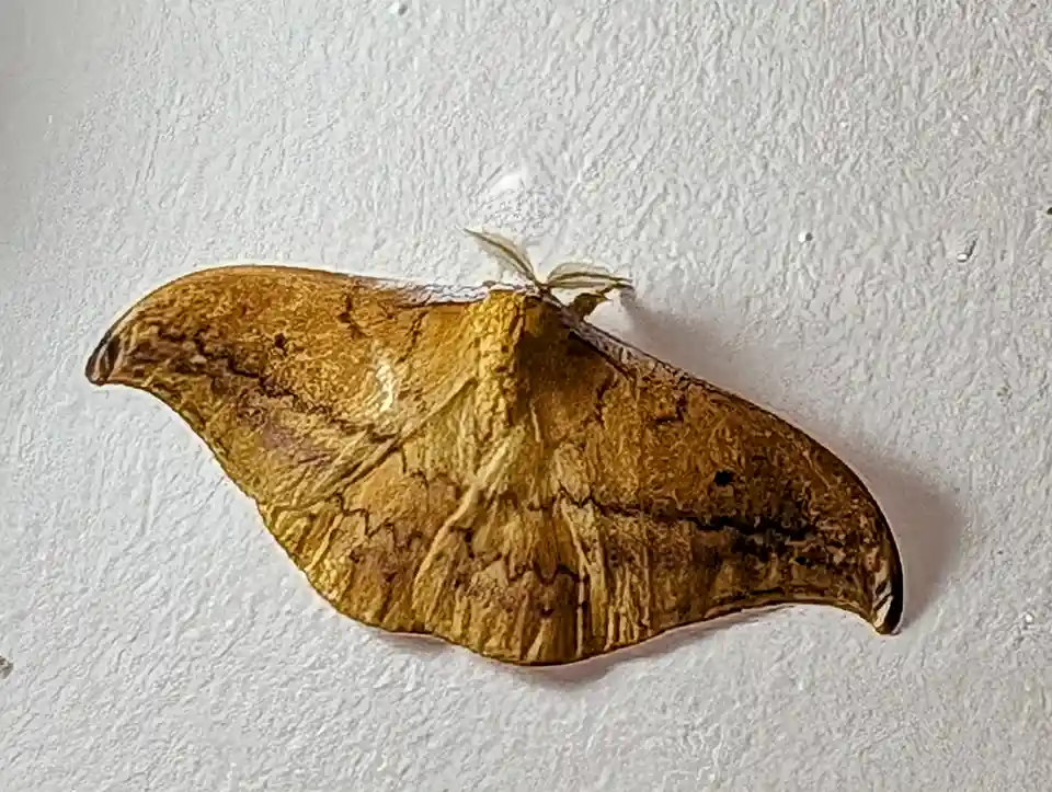 A close-up photo shows a large, brownish-yellow moth with intricately patterned wings resting on a textured white wall. The…