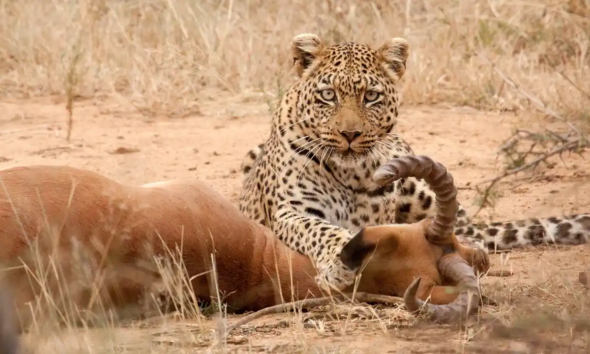 A leopard is lying in dry grass, staring directly at the camera while holding the head of a horned antelope with its paw…