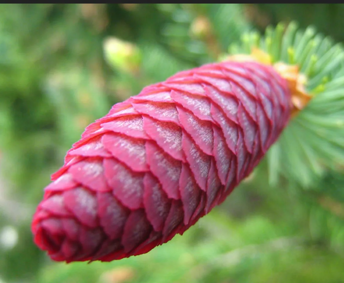 Vote for Team Purple Pinecone! Our Blue Norway Spruce is Stunning with Its Unique Purple Cones!