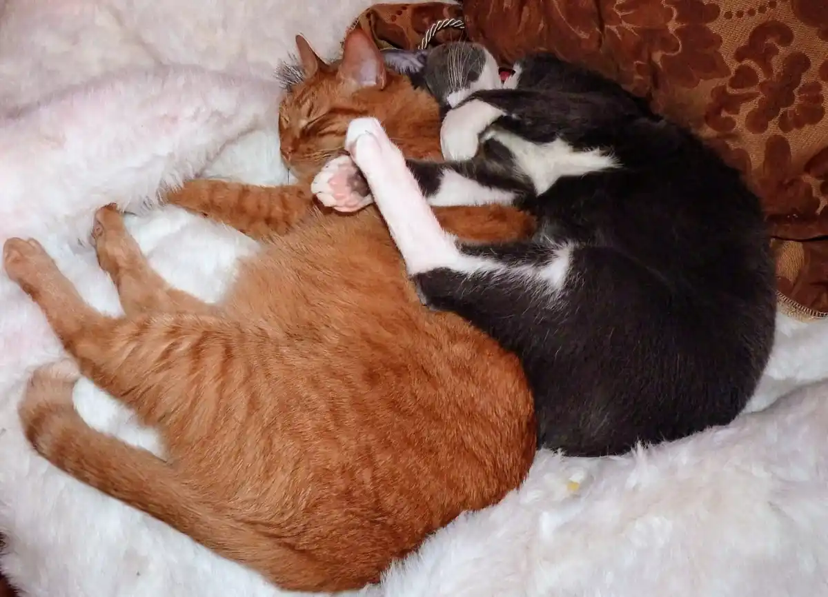 Goldie and Thunder: Tired After a Long Day of Food Bowl Vigilance