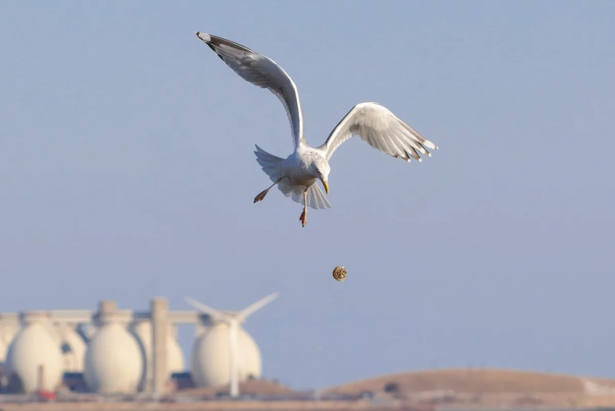 A seagull is captured mid-flight against a clear blue sky, wings spread wide, descending toward a small snail that it has…