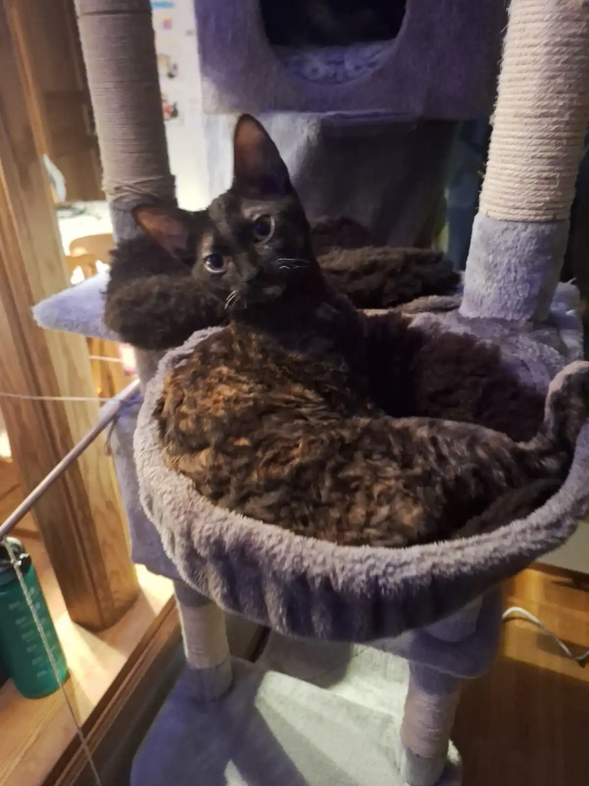 A black cat with a tortoiseshell pattern is curled up in a plush, circular bed on a multi-level cat tree. The cat is looking…