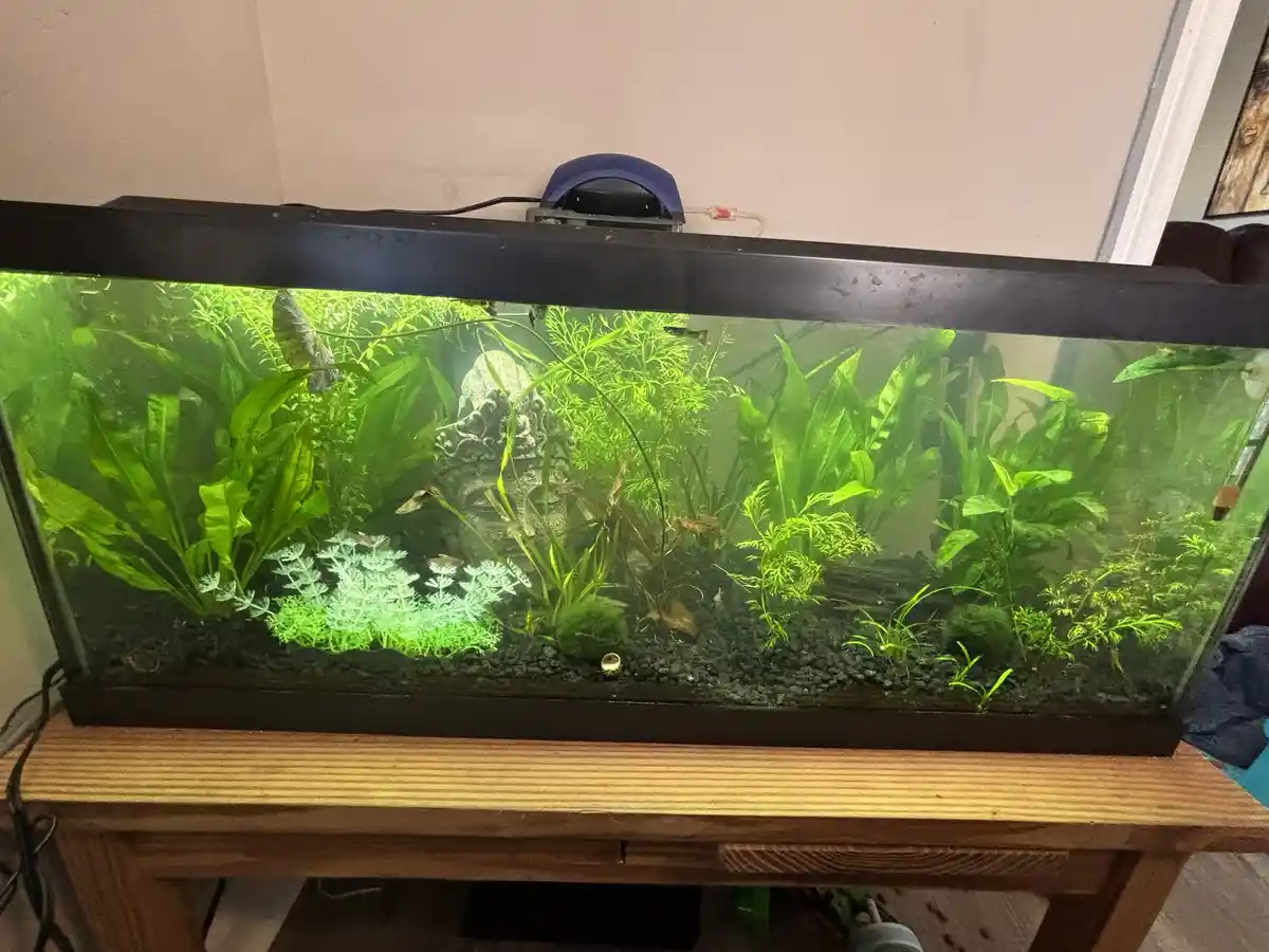 A rectangular aquarium filled with lush green aquatic plants and small fish, sitting on a wooden stand. The tank has a black…