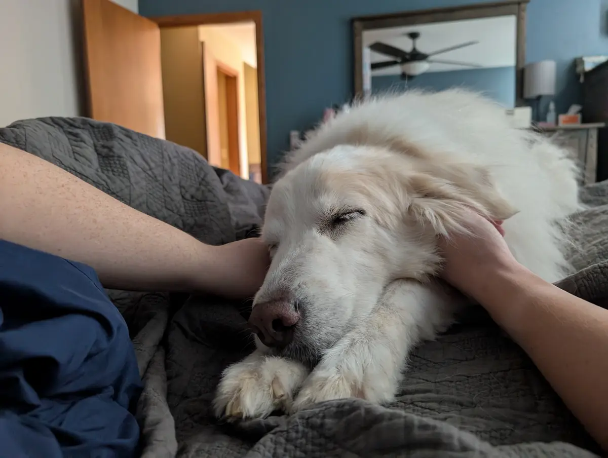 A fluffy white dog is sleeping peacefully on a gray bed, nestled between a person's arms who is gently holding its head. The…