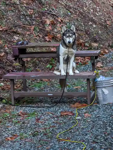 A husky dog with striking blue eyes sits upright on a wooden picnic bench outdoors, looking directly at the camera. The dog…