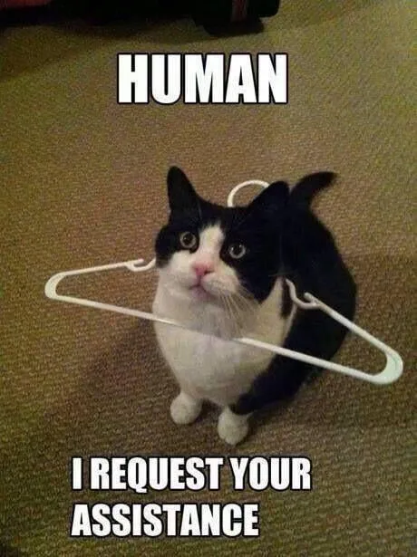 A black and white cat sits on a carpet with a white plastic clothes hanger draped over its shoulders, looking upward. The…