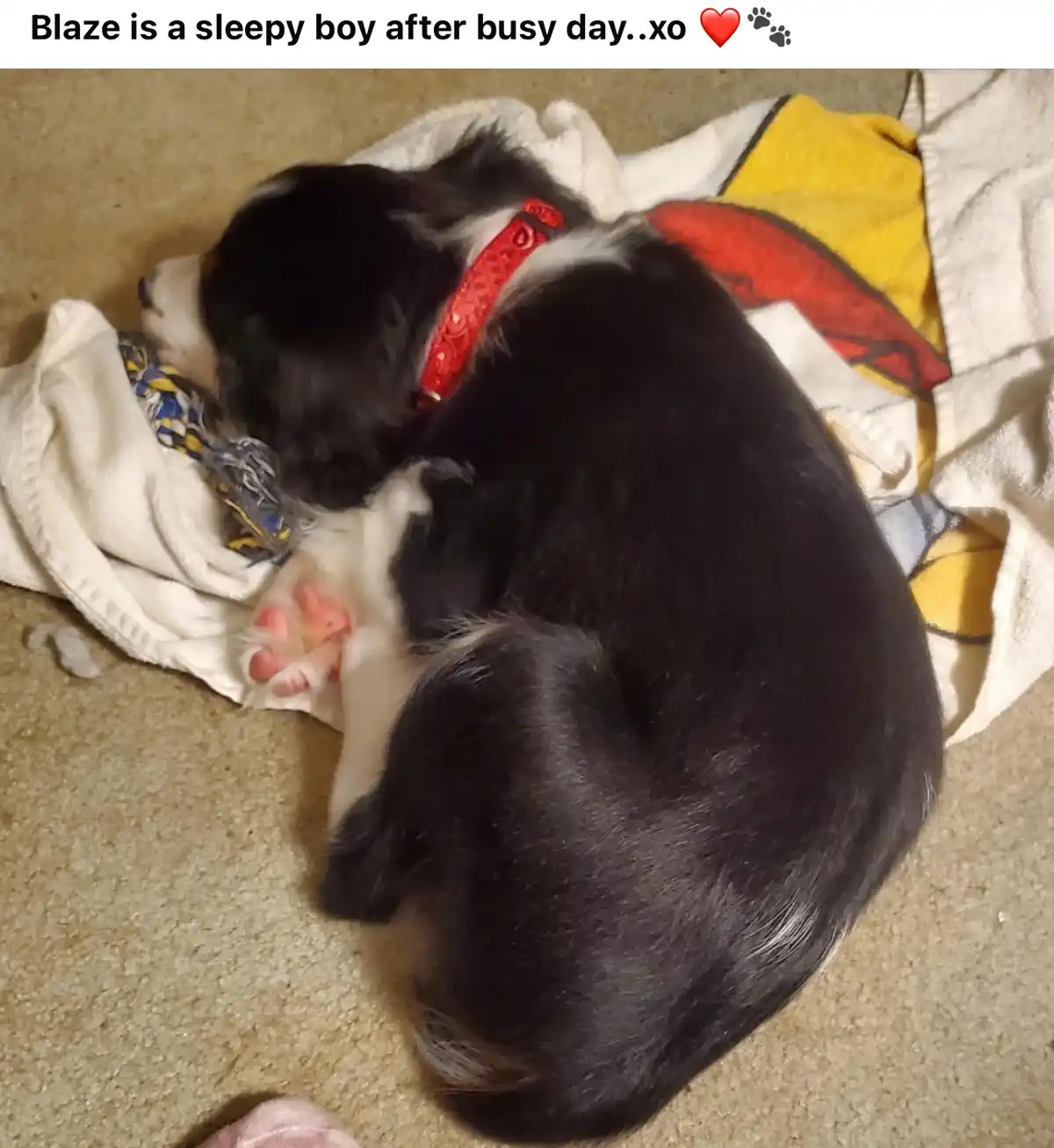 A black and white puppy named Blaze is curled up asleep on a carpet, wearing a red collar, with one pink paw visible. The…