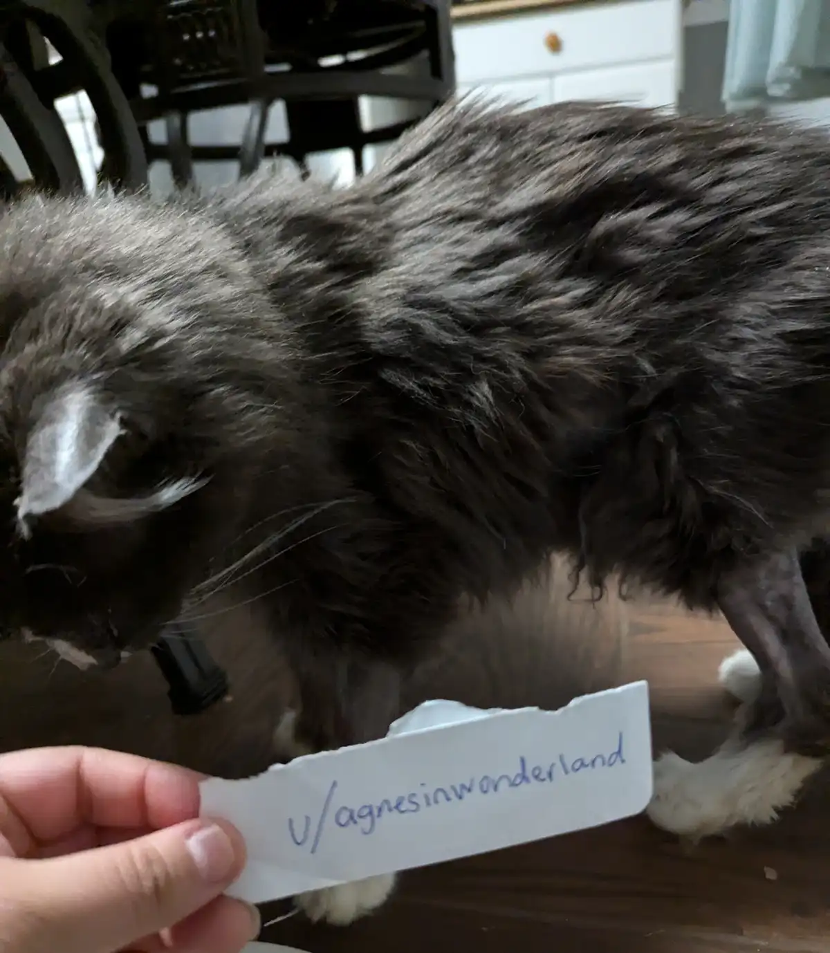 A long-haired, dark-furred cat with a visibly thin and matted body stands on a wooden floor, looking down. A human hand…