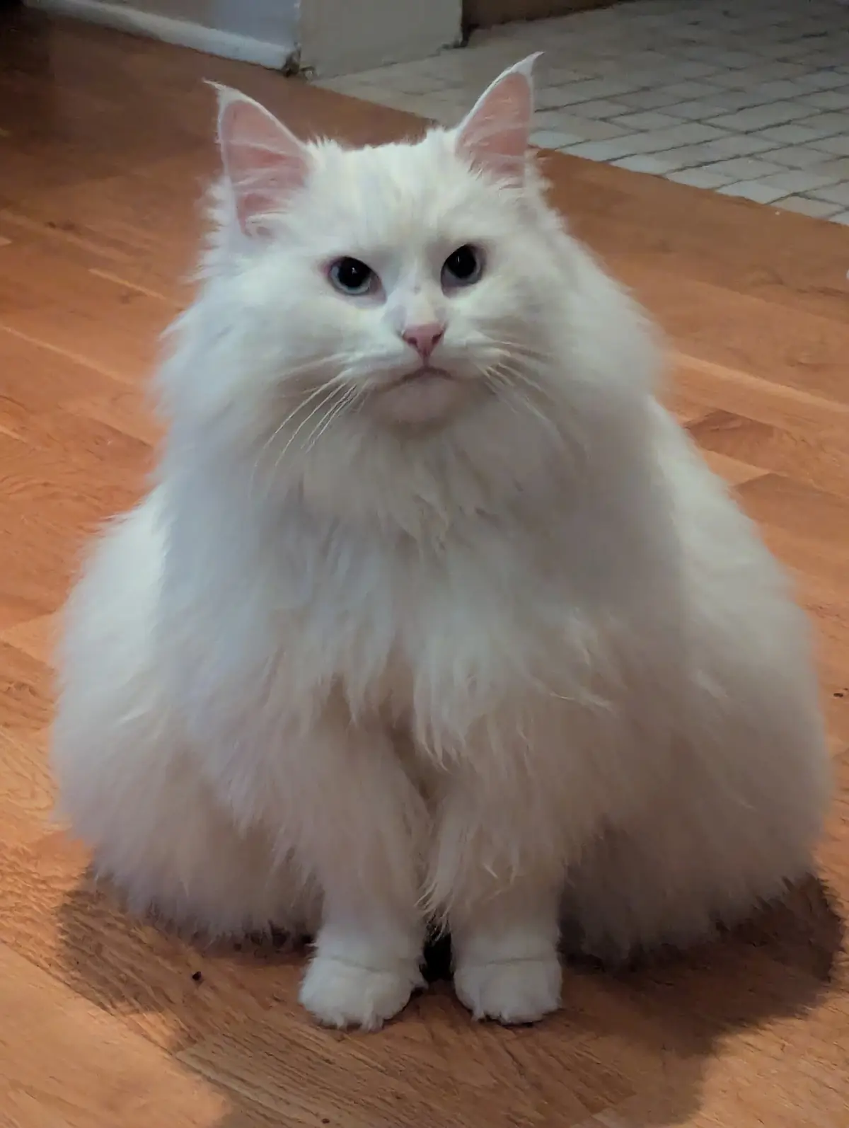 A fluffy white cat with blue eyes sits on a wooden floor, looking directly at the camera with a stern, unimpressed…