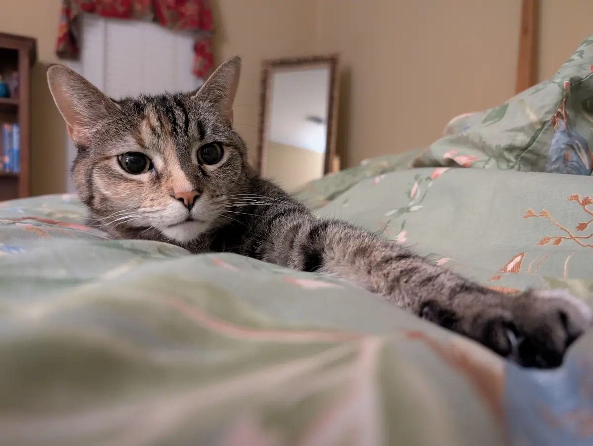 A tabby cat with wide, unblinking eyes lies sprawled on a floral-patterned bedspread, looking directly at the camera with an…