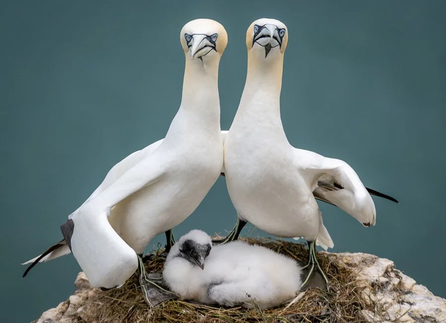 Two adult white birds with black-tipped beaks and blue eyes stand protectively over a fluffy white baby bird in a nest made…