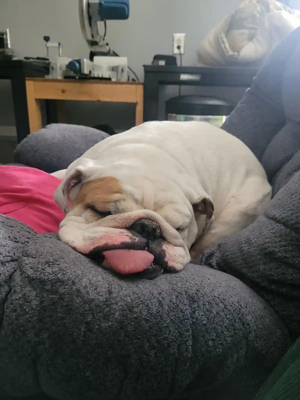 A white bulldog with a brown patch over one eye is sleeping soundly on a gray couch, its pink tongue sticking out. In the…