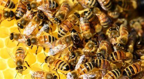 A close-up photo shows dozens of honeybees clustered densely on a bright yellow honeycomb surface, their striped bodies and…