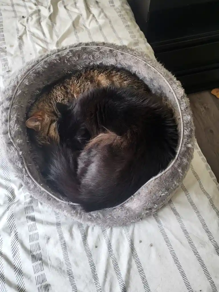 Two cats, one tabby and one black, are curled up together in a round, fluffy gray pet bed placed on a white and gray striped…