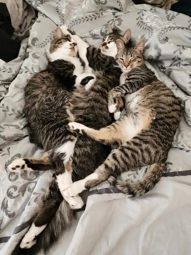 It's Freezing Outside: Time to Snuggle Up with Your Buddies