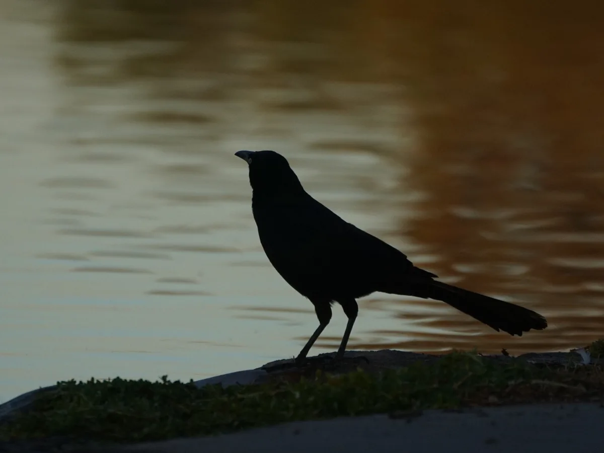 A black bird, likely a currawong, is silhouetted against a rippling body of water at dusk or dawn, standing on a grassy…
