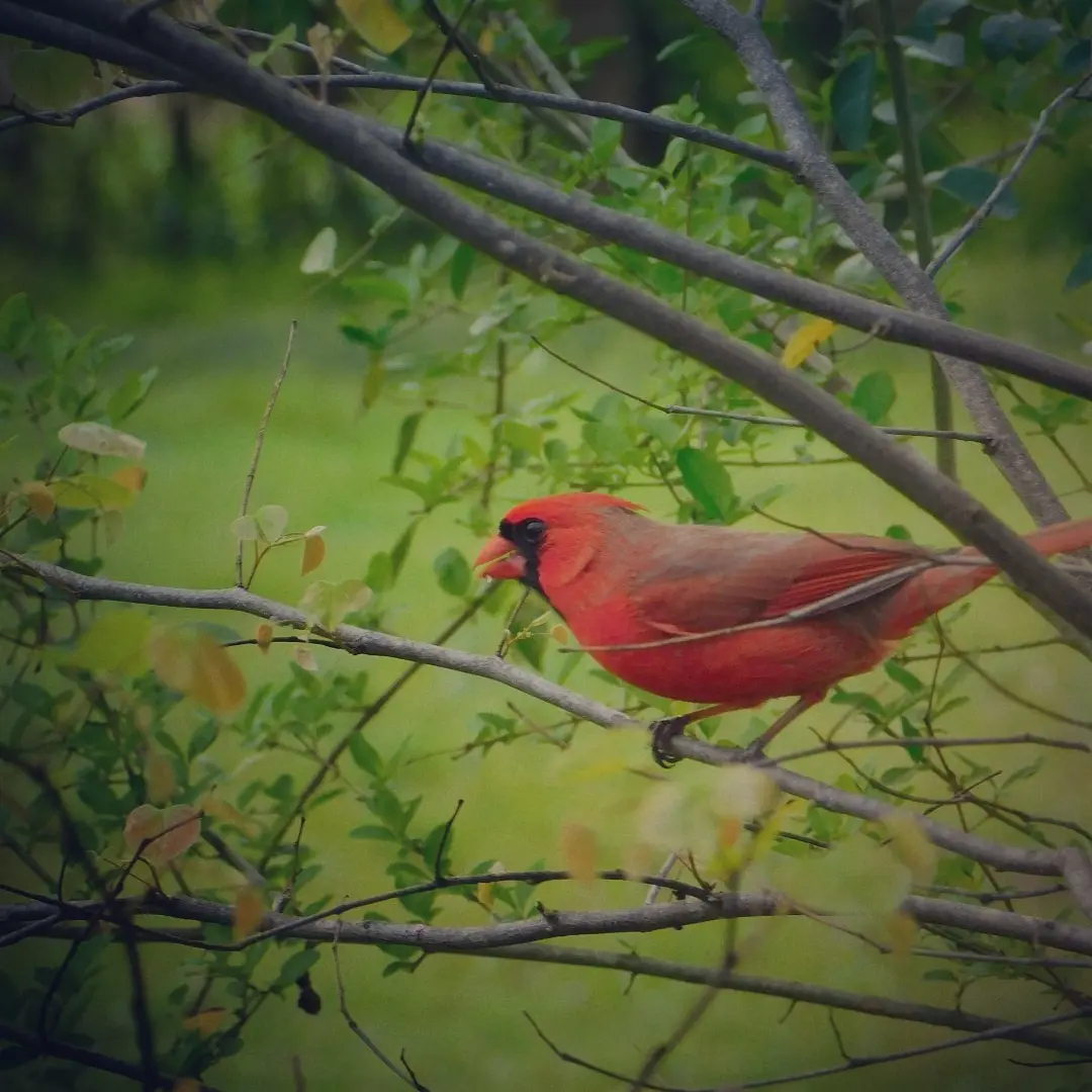 A bright red male cardinal bird perched on a tree branch among green leaves and twigs, with overlaid text reading 'i'm not a…