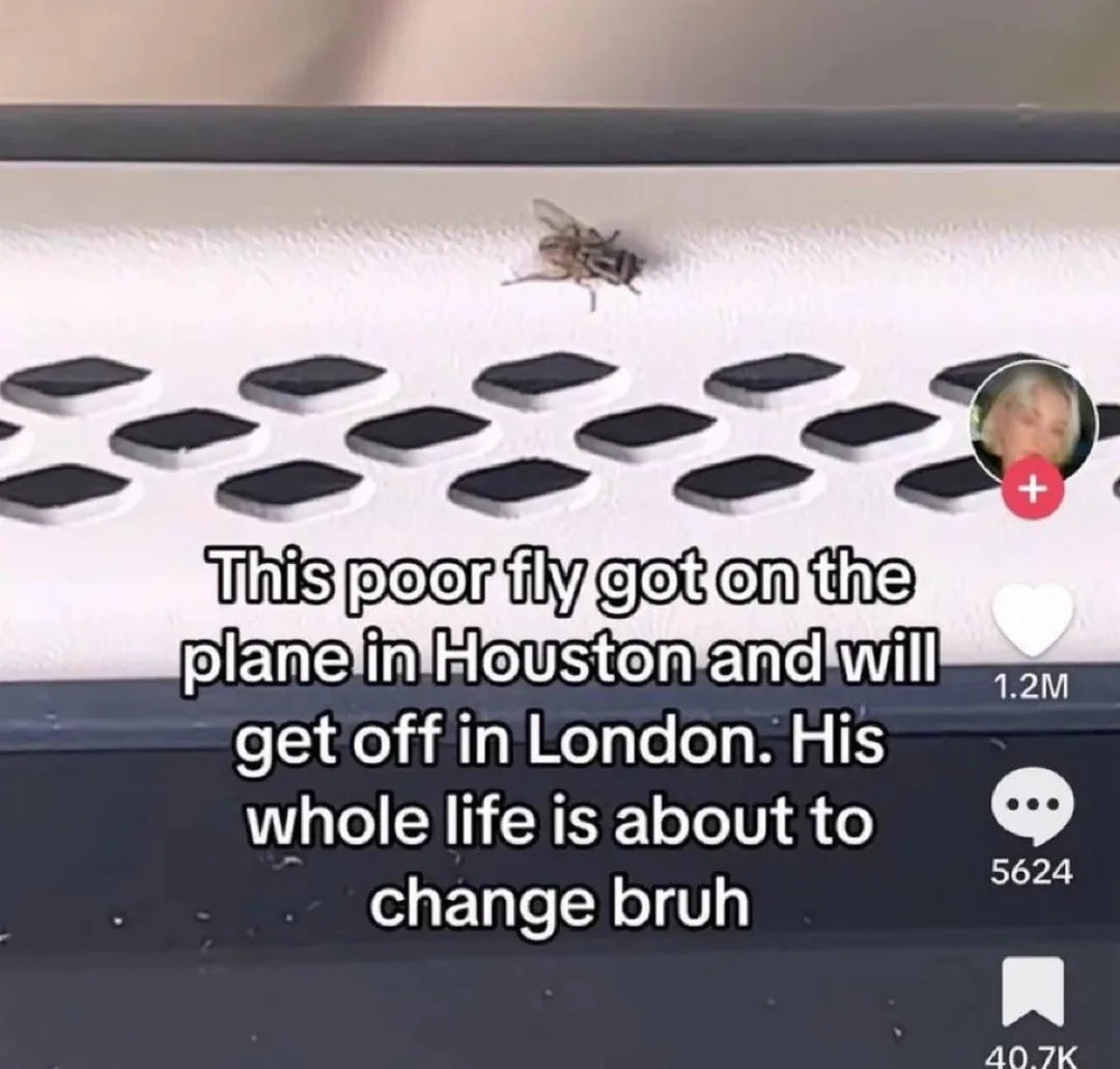 A close-up image shows a small fly resting on the textured white surface of an airplane's overhead compartment, above a row…