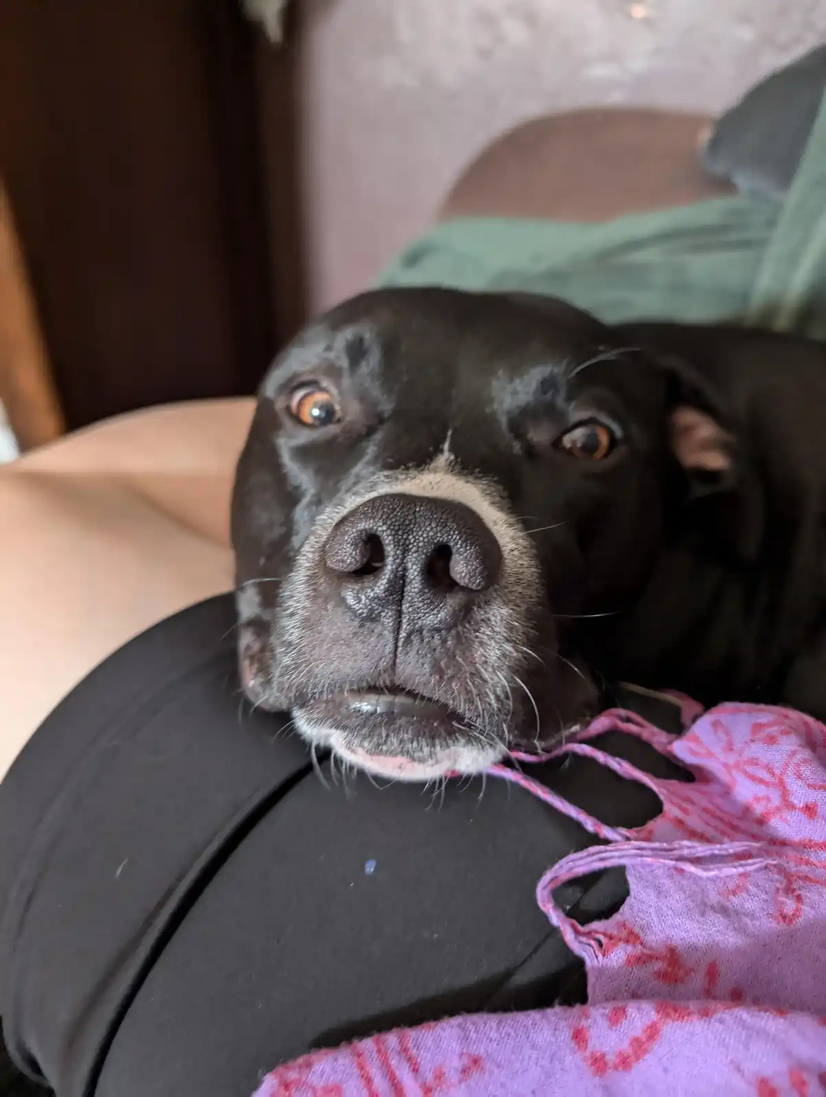 Give Mochi a Sweet Boop for Team Acorn!
