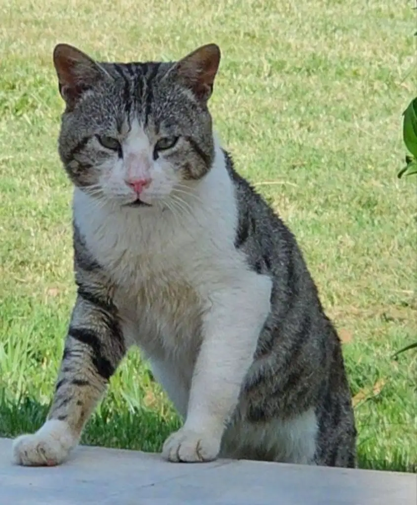 A gray and white tabby cat sits on a concrete surface outdoors with a grassy background, looking directly at the camera with…