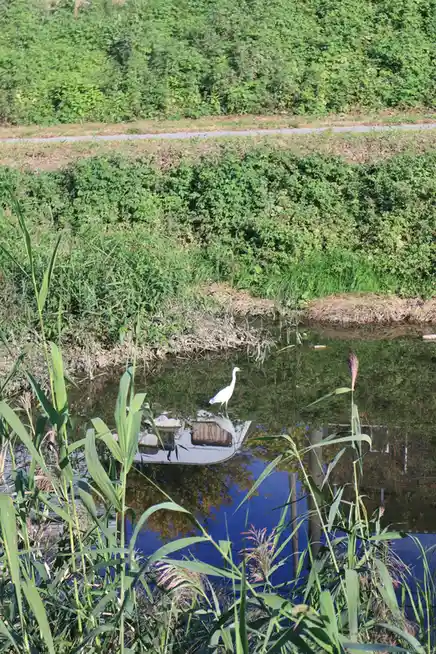 A white egret stands in calm water surrounded by reeds and greenery, with a small white boat visible nearby. The overlaid…