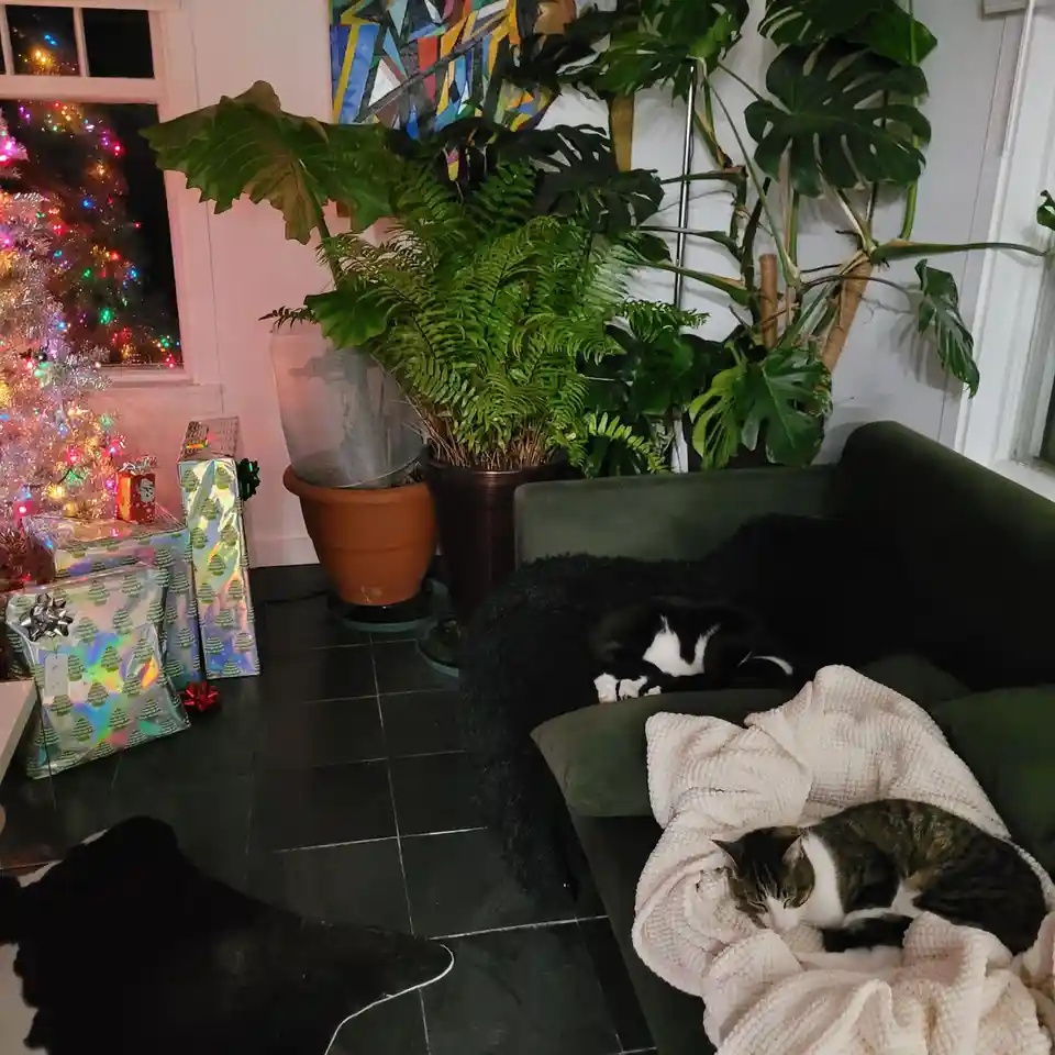 A cozy indoor scene shows two cats sleeping peacefully on a green couch, one curled under a white blanket and another on a…