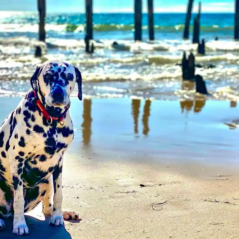 A dalmatian dog sits on a wet sandy beach near ocean waves, wearing a red collar, with wooden pier pilings visible in the…