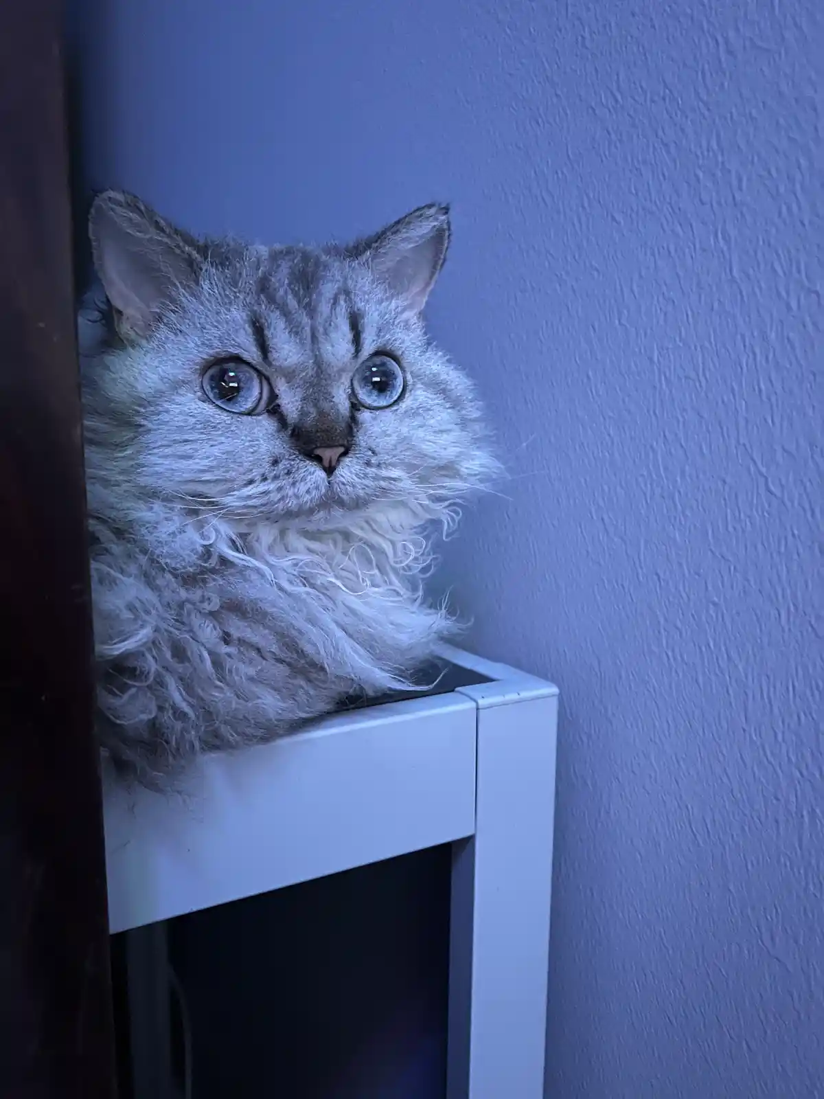 A fluffy, silver tabby cat with wide, startled blue eyes peers out from behind a white piece of furniture against a textured…