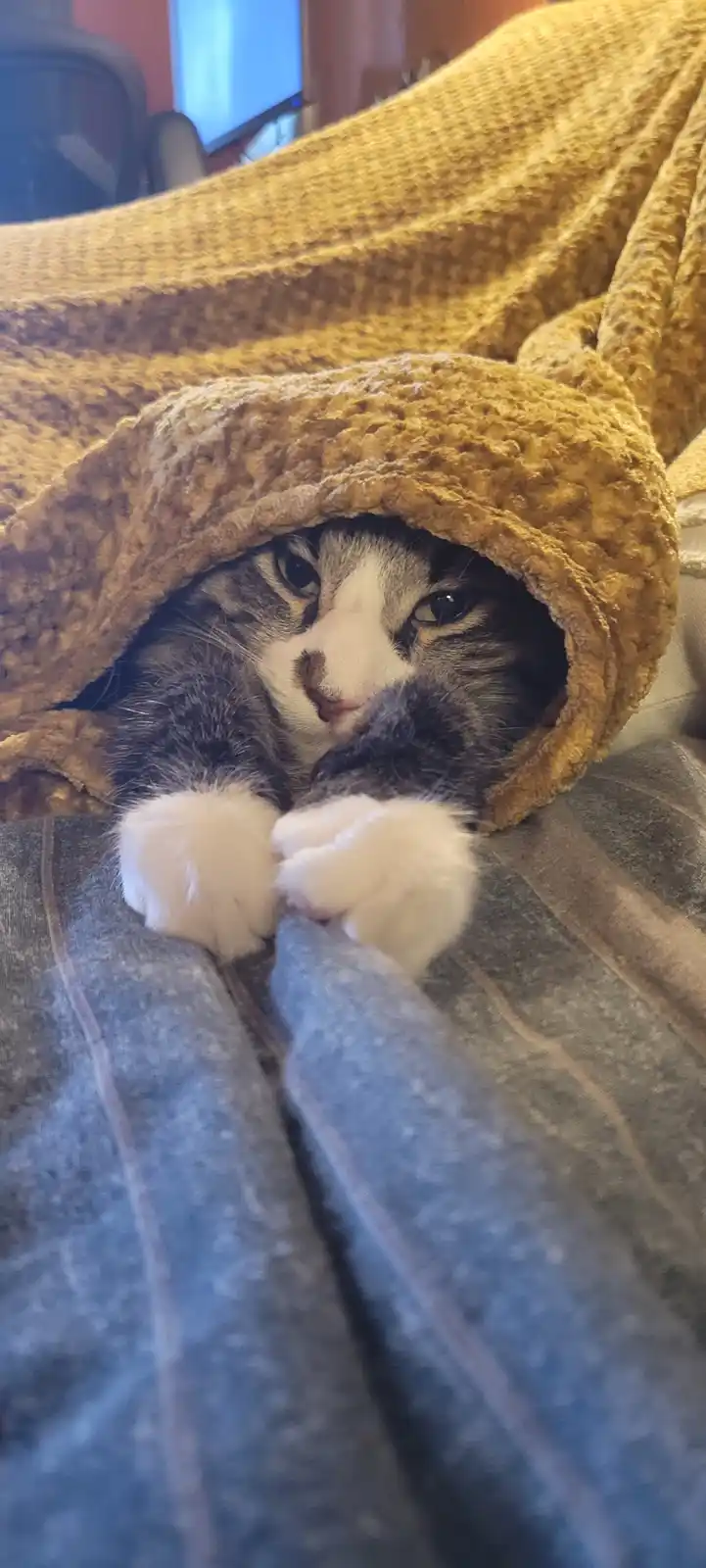 A tabby cat with white paws and a white muzzle is peeking out from under a mustard-yellow, textured blanket, its front paws…