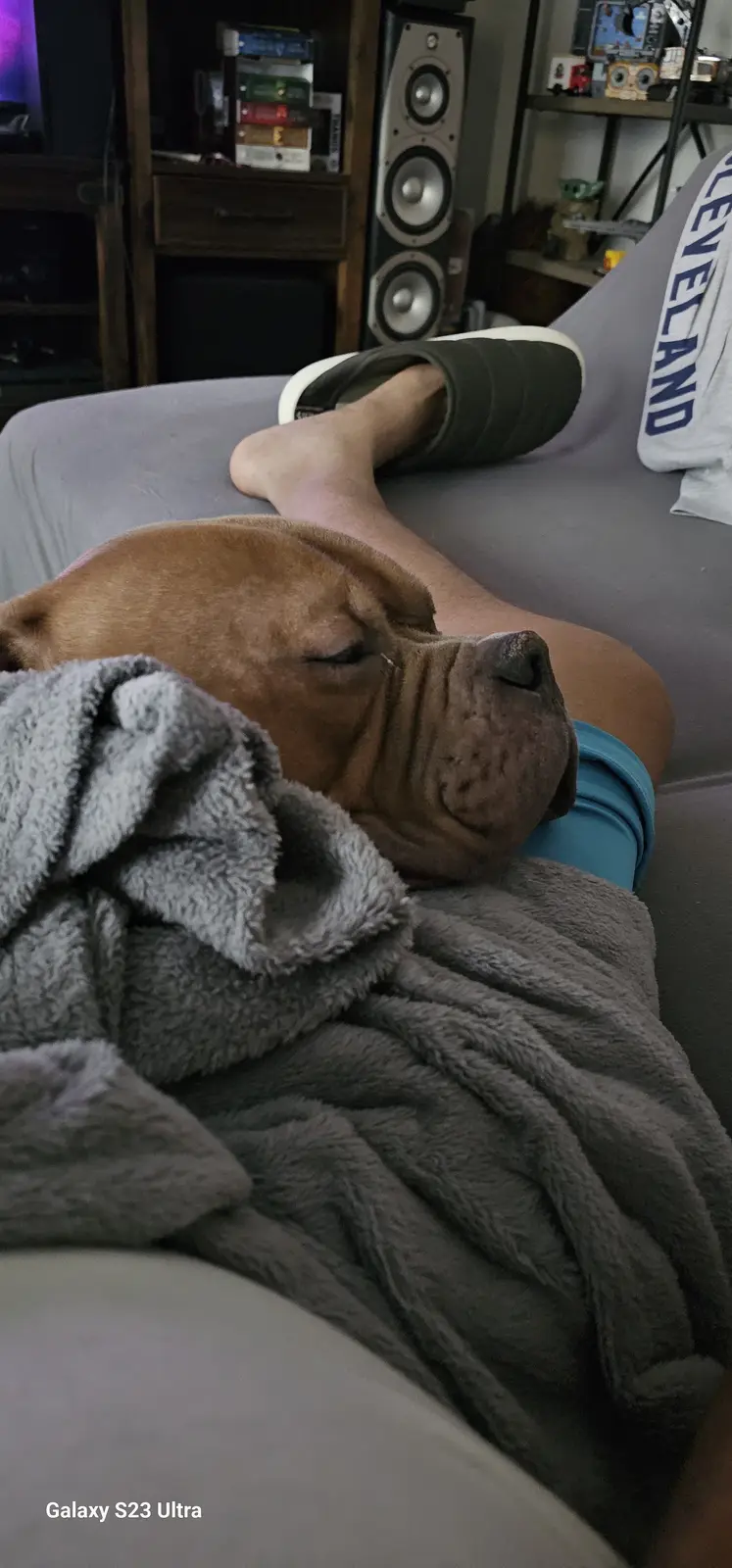 A brown Shar-Pei dog is sleeping soundly on a person's lap while they sit on a gray couch, partially covered by a gray…