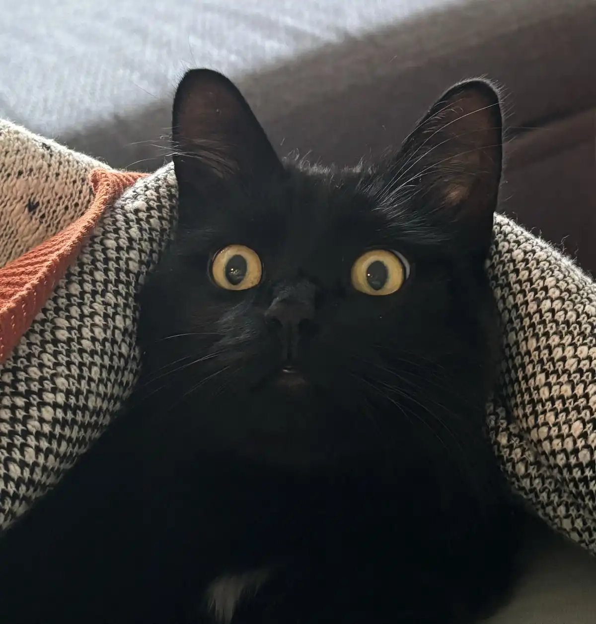 The Classic Reaction: Huh?