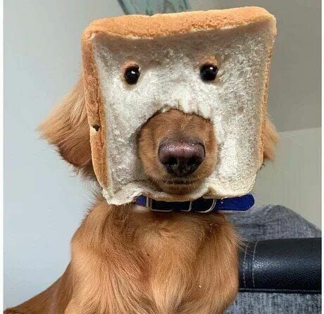 a golden retriever dog has a slice of white bread placed over its head, with two black olives serving as eyes and the dog's…