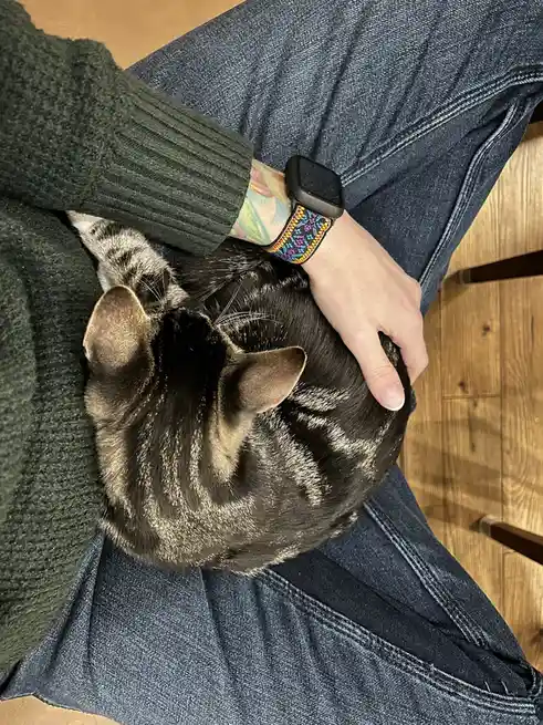 A person wearing a green sweater and blue jeans is holding a black and grey tabby cat that is curled up and sleeping on…