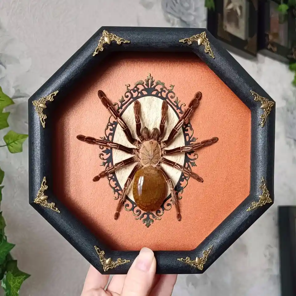 A hand holds an octagonal black-framed display containing a preserved tarantula spider mounted on a decorative ornate metal…