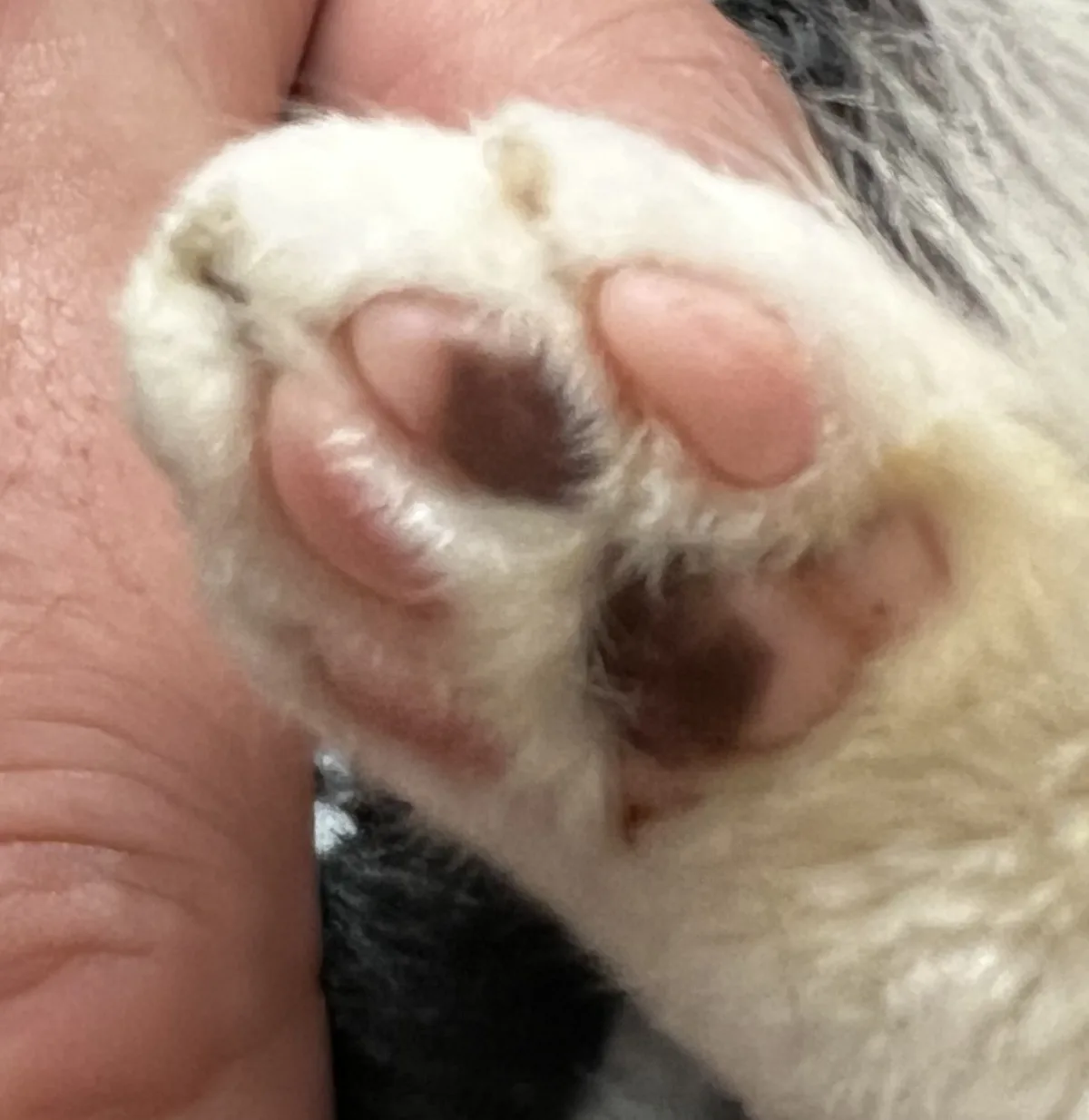 Adorable Toe Beans: The Cutest Paws Around