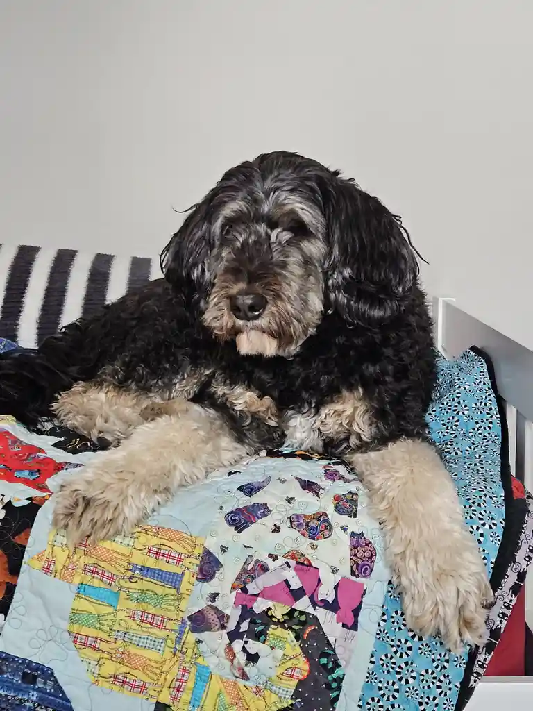 A large, shaggy black and tan dog with sleepy eyes is lounging on a colorful patchwork quilt on a bed. The dog's paws are…