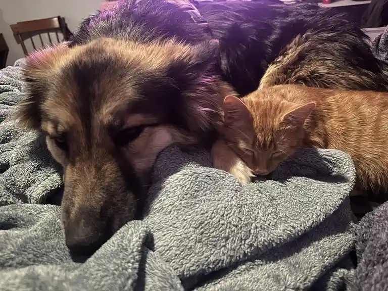 A large German Shepherd dog and a small orange tabby cat are sleeping together on a grey blanket, with the dog's head…