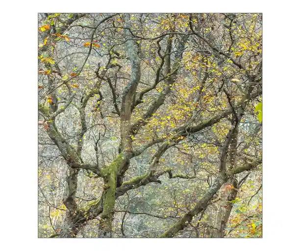 A photograph of a dense, moss-covered forest with gnarled tree branches and sparse yellow and orange autumn leaves. The…