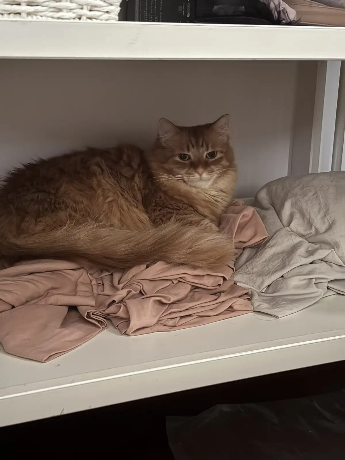 A fluffy, long-haired ginger cat is curled up on a pile of crumpled clothes on a white shelf, looking directly at the camera…