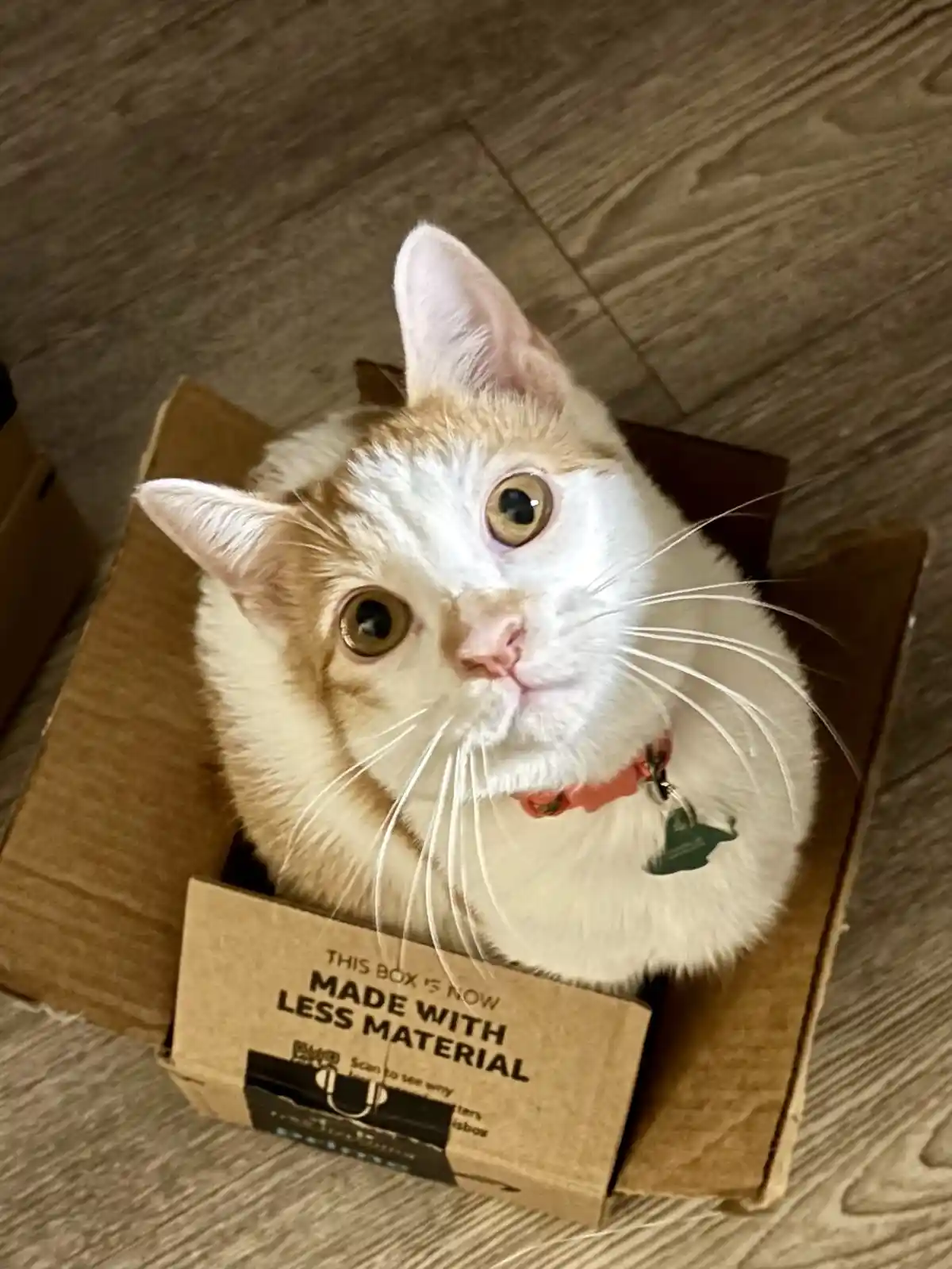 A fluffy white and ginger cat with wide, startled eyes sits inside a small cardboard box, looking up at the camera. The box…