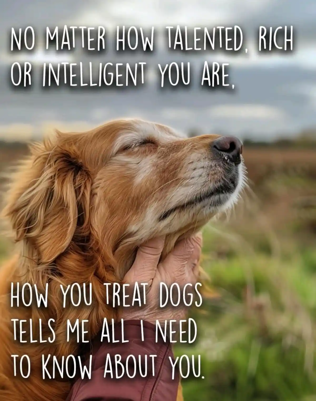 A close-up photo shows a golden retriever with its eyes closed and head tilted back, appearing blissful, while a person's…